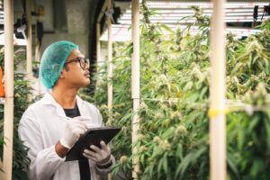 An employer at a cannabis research farm is pictured here taking stock of inventory.